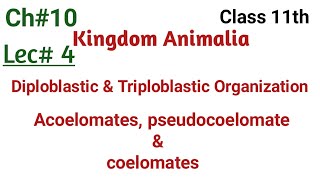 diploblastic and triploblastic organization acoelomates pseudocoelomate and coelomates in urdu [upl. by Anial]