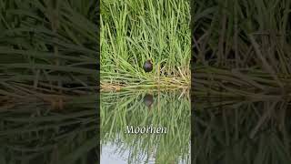 Moorhen moorhen nature canal birds [upl. by Oflunra]