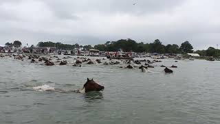 99th Annual Chincoteague Pony Swim  July 24 2024 [upl. by Minna]