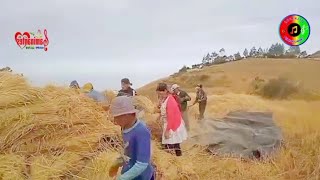 CAMINANTES DEL PERÚ  LA CELOSA  VIDEO COSECHANDO TRIGO [upl. by Fleeta742]