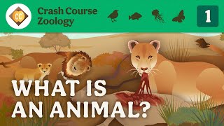 What is an Animal Crash Course Zoology 1 [upl. by Mahtal]