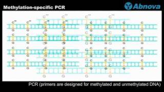 Methylationspecific PCR [upl. by Eneluqcaj]