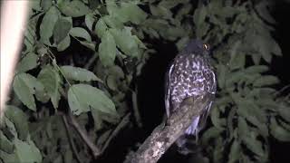 Owls of India  Brown Hawk Owl [upl. by Marko897]