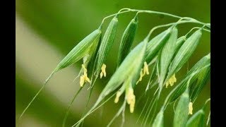 Manejo de las Gramíneas en el Alimento de Ganado  TvAgro por Juan Gonzalo Angel [upl. by Neiman]