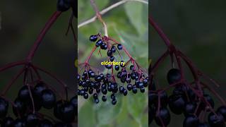 Sinister Secrets of Elderberry Witches and Druids and More OH MY [upl. by Atnicaj]