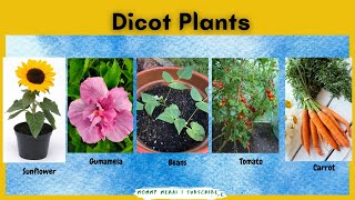 Dicot Examples of Dicotyledon Plants What is Dicot  Mommy Merai [upl. by Ecyac]