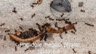 pheidole megacephala mini update 4 new outworld [upl. by Kitchen]