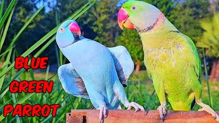 Blue Parrot Talking Natural Soundsparrot birds birdslover talkingparrot viral angelthevlogerr [upl. by Ettesel]