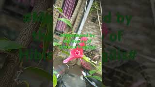 🌺Hibiscus FragilisThe mandrinetteExtremely rare ShrubYoutube shorts [upl. by Brag]