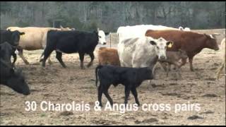 Charolais amp Angus Cross Pairs [upl. by Joe333]