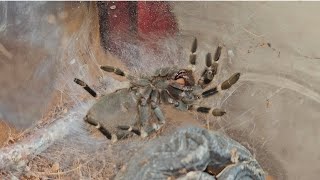 Vitalius chromatus  Time lapse moult [upl. by Ajnot546]