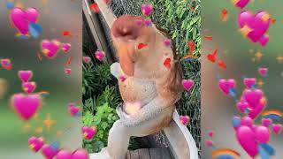 proboscis monkeys ❤️ [upl. by Ativoj122]