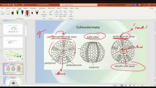 Paleontology Previous year QampA and Numerical class video5 BRAHMASTRA Hinglish [upl. by Jagir855]