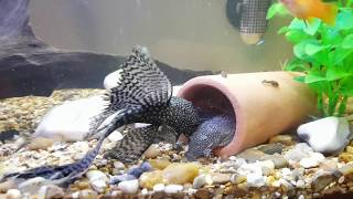 Ancistrus Bristlenose tropical fish Spawning [upl. by Hollinger]