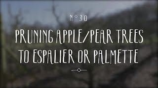 Palmette and Espalier pruning for apple and pear trees [upl. by Vinaya]