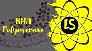 RNA Polymerases [upl. by Arutnev]