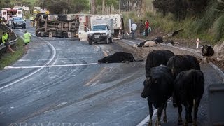 CATTLE TRUCK CRASHES ON CAR CATTLE ON ROAD [upl. by Argyres]