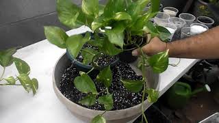 Repotting Pothos [upl. by Oiceladni913]