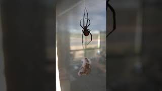 Redback Spider vs Gecko [upl. by Meggie]