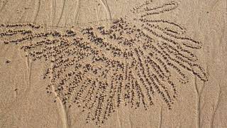 Sand Bubbler Crabs Natures Geometric Artists of the Shore [upl. by Norga]