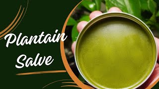 DIY Plantain Salve herbal herbs herbalism [upl. by Mandel]