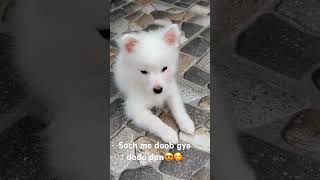 Kya soch rha dodo don 💝🥰homepet shortvideo tamil music youtubeshorts doglover [upl. by Ettenawtna]