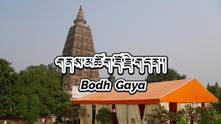 Pilgrimage to Bodh Gaya གནས་མཆོག་རྡོ་རྗེ་གདན་དུ་གནས་སྐོར་བ། tibetanvlogger pilgrimage [upl. by Rahs]