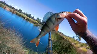 Melbourne suburban redfin fishing [upl. by Iturhs]