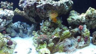 Tail Spot Blenny checking out his new neighbor [upl. by Polito]