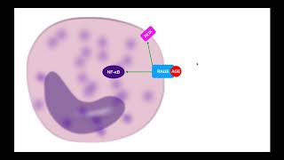 Advanced Glycation EndProducts AGEs EXPLAINED Part 1 [upl. by Fania]