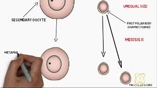 Oogenesis Explained [upl. by Kosaka]