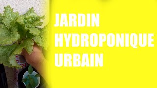 MON JARDIN HYDROPONIQUE URBAIN DANS MON BALCON [upl. by Eduino]