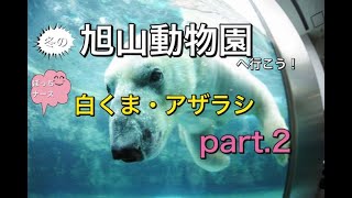 10【ぼっちナース💉】旭川の冬の動物園🐻旭山動物園✨part2【白くま、あざらし】 [upl. by Aerdnahs]