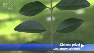 How to identify Chinese Privet Ligustrum sinense [upl. by Eustasius]