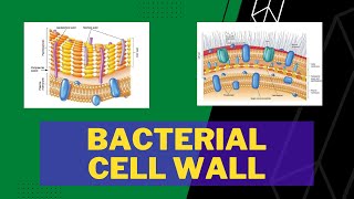 Bacterial Cell Wall  Gram Positive  Gram Negative  Peptidoglycan  Teichoic Acid  Outer Membrane [upl. by Lyred]