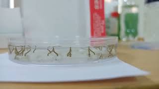 Culex Mosquito Larva mosquitolifecycle mosquitoeggs larva Culexmosquito mosquitoreproduction [upl. by Vasyuta]