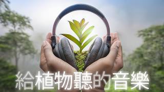 10小時🌱植物生长音乐🌱528Hz 植物共鸣频率🌱促進植物健康生長🌱植物健康的音乐刺激 [upl. by Elmajian]