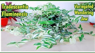 Tradescantia Fluminensis  Variegated Wandering Jew complete care tips [upl. by Alonso]