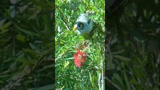 Noisy Miner feeding on bottlebrush flowers in Queensland shorts [upl. by Charis]