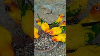 Sun conure beautiful parrot birds breeder birdshortsvideo [upl. by Caty]