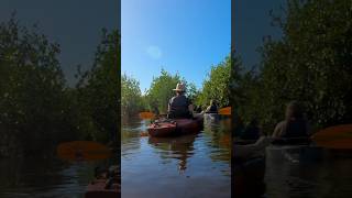 Kayak Tour through Mangrove Tunnels of Everglades National Park with Adventure Paddle Tours [upl. by Lucho262]