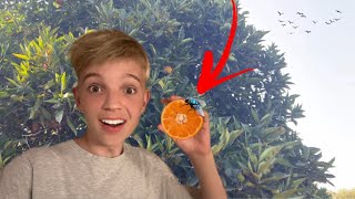 Appelsinplantage vlog Kreta [upl. by Eadwine638]