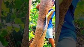 Cutting trees by hand Part MT survivalskills survival outdoorsurvival bambootools bushcraft [upl. by Berey]