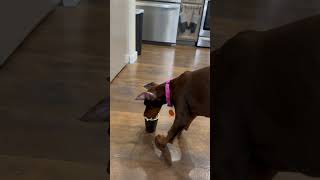 Dobermans first puppuccino [upl. by Loree]