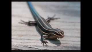 Amazing Reptiles The Blue Tailed Skink [upl. by Initof]