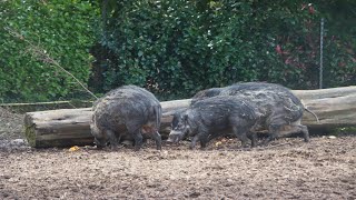 Visaya Warty Pigs Feedingtime  Zoo Belfast 2024 [upl. by Attenaej]