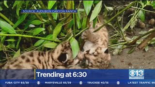 Mountain Lions Snuggling Up Next To Mom In Sonoma County [upl. by Neehsas]