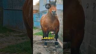 THE ROMANIAN GIANT HORSE Credits TTalexfarcas99cay  shorts [upl. by Naitsabes]