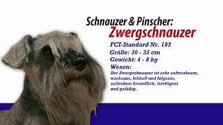 Meister Petz TV  Zwergschnauzer [upl. by Trebron]