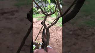 pisonia alba a beautiful indor bonsai plant [upl. by Raouf28]